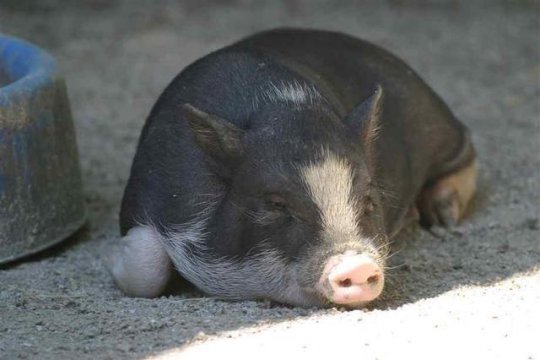 什么動物最沒有方向感