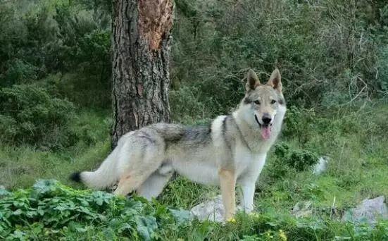 捷克狼犬多少錢一條，為什么那么貴(起步價上萬)