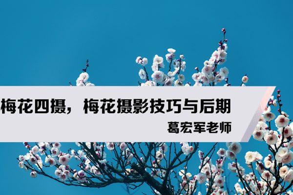 葛宏軍老師-梅花四攝，梅花攝影技巧與后期
