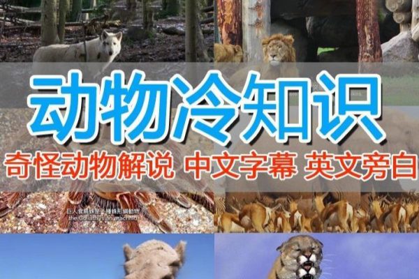 國外紀錄片解說（動物解說、美食、動畫片）