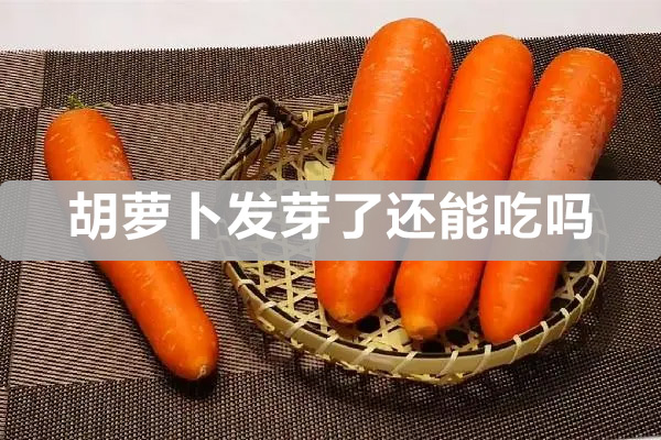 胡蘿卜發芽了還能吃嗎（胡蘿卜為什么會長裂開）