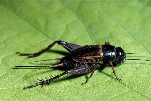 蛐蛐為什么一直叫個不停（蛐蛐為什么會打架）